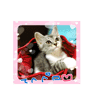 我が家のにゃんこーず（個別スタンプ：10）