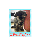 我が家のにゃんこーず（個別スタンプ：12）