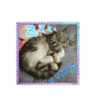 我が家のにゃんこーず（個別スタンプ：14）