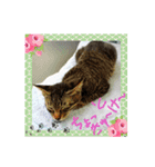 我が家のにゃんこーず（個別スタンプ：15）