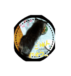 我が家のにゃんこーず（個別スタンプ：16）