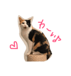 みけにゃん 日和見スタンプ（個別スタンプ：1）