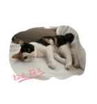 みけにゃん 日和見スタンプ（個別スタンプ：13）