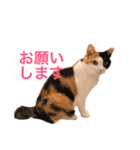 みけにゃん 日和見スタンプ（個別スタンプ：14）