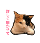 みけにゃん 日和見スタンプ（個別スタンプ：17）