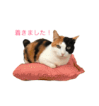 みけにゃん 日和見スタンプ（個別スタンプ：25）
