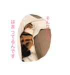 みけにゃん 日和見スタンプ（個別スタンプ：28）