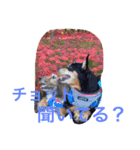 TEARAMA（個別スタンプ：4）