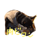 TEARAMA（個別スタンプ：11）