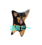 TEARAMA（個別スタンプ：14）