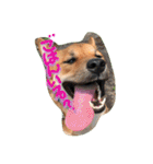 ポチ(三重の犬).3（個別スタンプ：1）