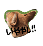ポチ(三重の犬).3（個別スタンプ：3）