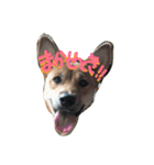ポチ(三重の犬).3（個別スタンプ：4）