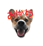 ポチ(三重の犬).3（個別スタンプ：5）