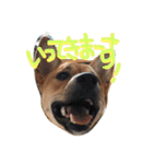 ポチ(三重の犬).3（個別スタンプ：7）