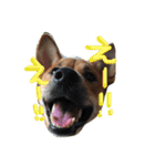 ポチ(三重の犬).3（個別スタンプ：9）
