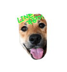 ポチ(三重の犬).3（個別スタンプ：10）