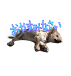 ポチ(三重の犬).3（個別スタンプ：11）