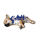 ポチ(三重の犬).3（個別スタンプ：12）
