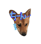 ポチ(三重の犬).3（個別スタンプ：14）