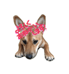 ポチ(三重の犬).3（個別スタンプ：15）