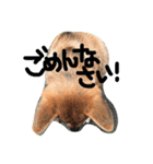 ポチ(三重の犬).3（個別スタンプ：17）