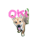 ポチ(三重の犬).3（個別スタンプ：18）