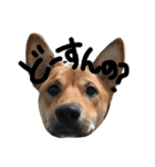 ポチ(三重の犬).3（個別スタンプ：19）
