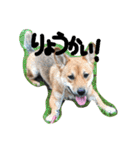 ポチ(三重の犬).3（個別スタンプ：20）