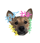 ポチ(三重の犬).3（個別スタンプ：21）