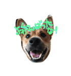 ポチ(三重の犬).3（個別スタンプ：22）