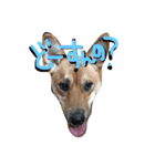 ポチ(三重の犬).3（個別スタンプ：24）