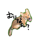 ポチ(三重の犬).3（個別スタンプ：25）