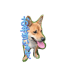 ポチ(三重の犬).3（個別スタンプ：26）