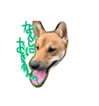 ポチ(三重の犬).3（個別スタンプ：27）