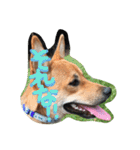 ポチ(三重の犬).3（個別スタンプ：28）