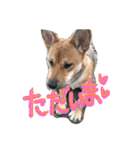 ポチ(三重の犬).3（個別スタンプ：30）