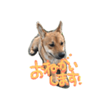 ポチ(三重の犬).3（個別スタンプ：31）