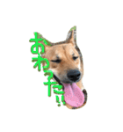 ポチ(三重の犬).3（個別スタンプ：32）