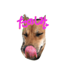ポチ(三重の犬).3（個別スタンプ：33）