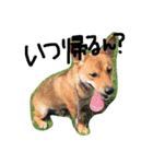 ポチ(三重の犬).3（個別スタンプ：34）