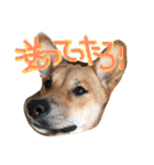 ポチ(三重の犬).3（個別スタンプ：36）