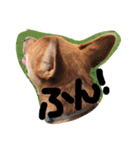 ポチ(三重の犬).3（個別スタンプ：37）
