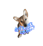 ポチ(三重の犬).3（個別スタンプ：38）