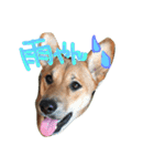 ポチ(三重の犬).3（個別スタンプ：39）