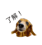 犬の日常生活スタンプ（個別スタンプ：1）