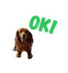 犬の日常生活スタンプ（個別スタンプ：3）