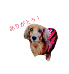 犬の日常生活スタンプ（個別スタンプ：5）
