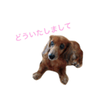 犬の日常生活スタンプ（個別スタンプ：6）