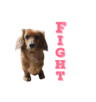 犬の日常生活スタンプ（個別スタンプ：7）